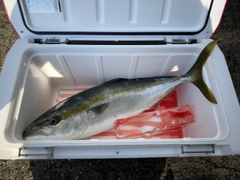 ハマチの釣果