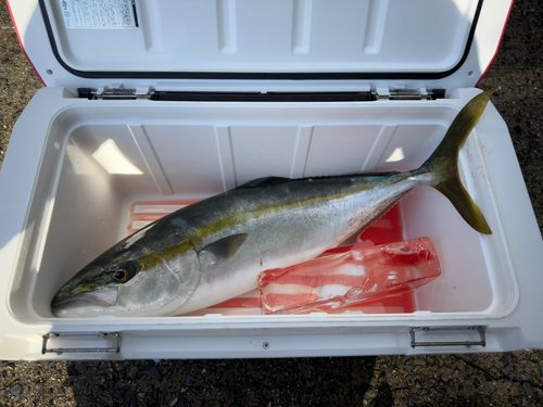 ハマチの釣果