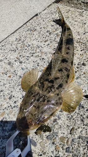 マゴチの釣果
