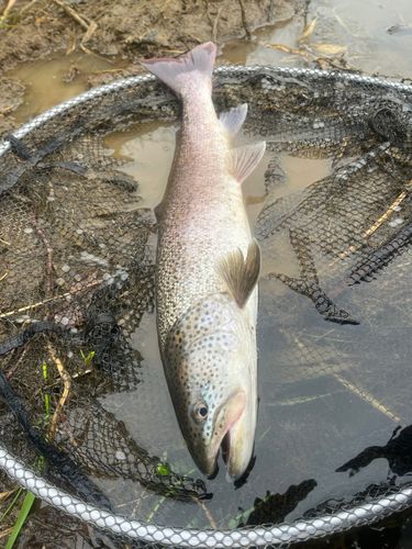 イトウの釣果