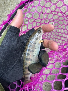 アマゴの釣果