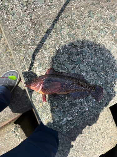 釣果