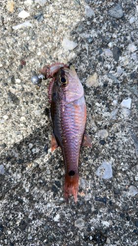 ネンブツダイの釣果