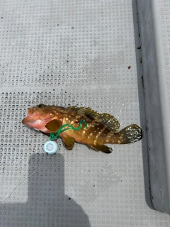 アコウの釣果