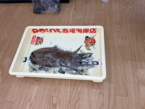 モンゴウイカの釣果