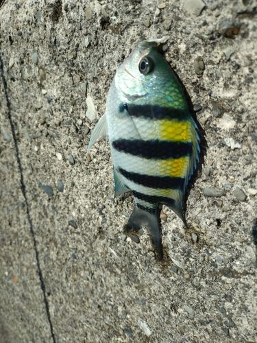 オヤビッチャの釣果
