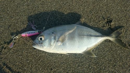 メッキの釣果