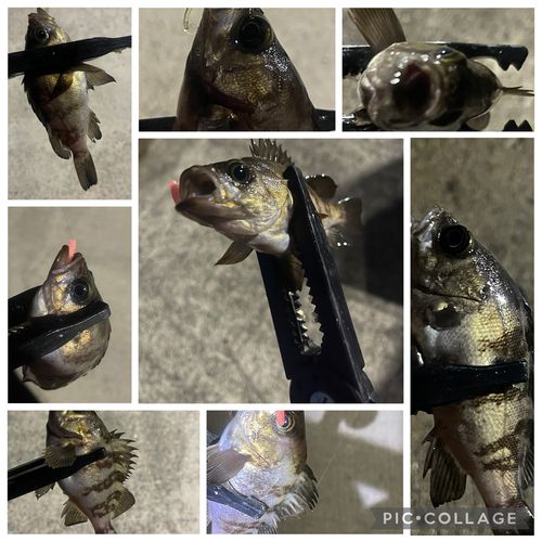 メバルの釣果