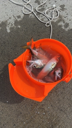 ゴマサバの釣果