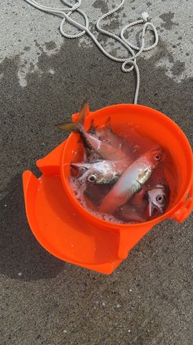 ゴマサバの釣果