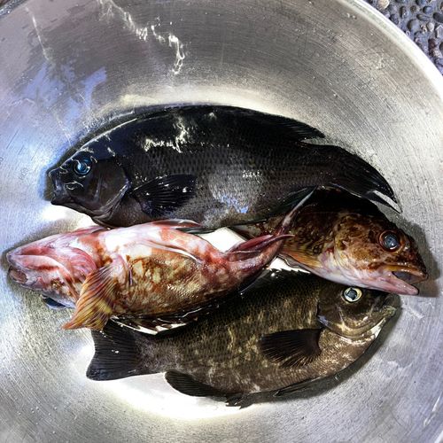 メジナの釣果