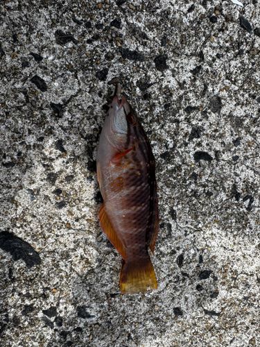 アカササノハベラの釣果