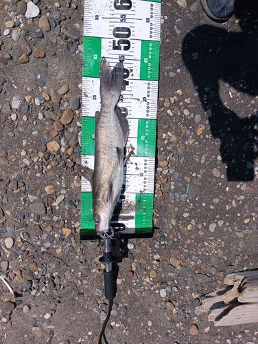 アメリカナマズの釣果