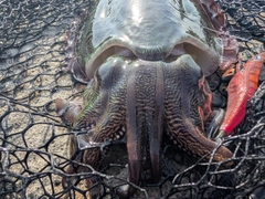 モンゴウイカの釣果