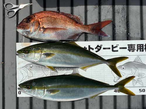 ハマチの釣果