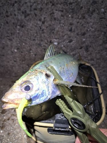 マルアジの釣果