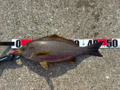 イサキの釣果