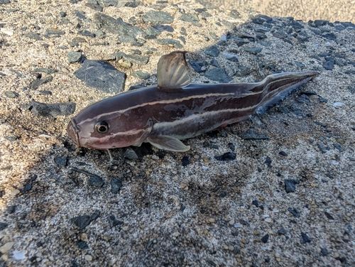 ゴンズイの釣果