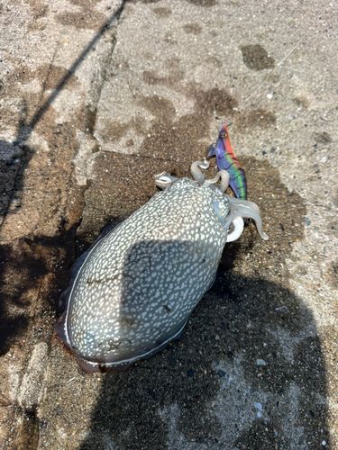 シリヤケイカの釣果