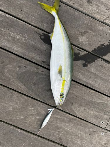 イナダの釣果