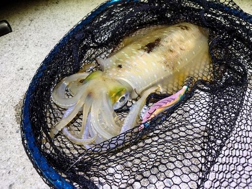 アオリイカの釣果