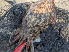 モンゴウイカの釣果