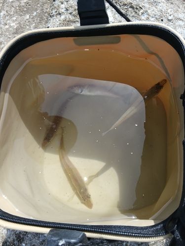 キスの釣果
