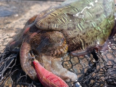モンゴウイカの釣果
