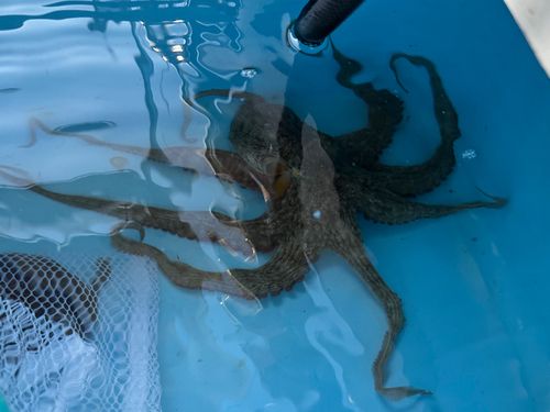 マダコの釣果