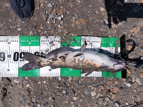 アメリカナマズの釣果