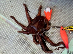 タコの釣果