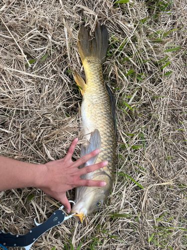アユの釣果