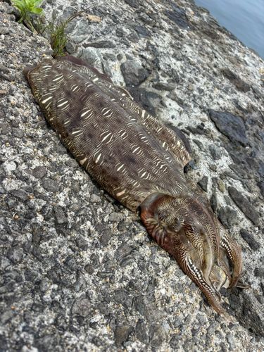 コウイカの釣果