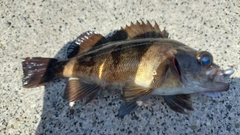 メバルの釣果
