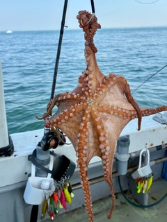 タコの釣果