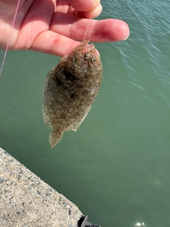ガンゾウビラメの釣果