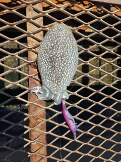 シリヤケイカの釣果