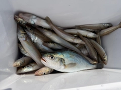キスの釣果