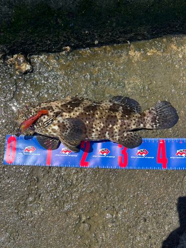 ヤイトハタの釣果