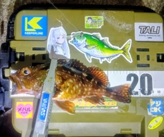 カサゴの釣果