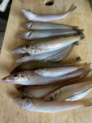 キスの釣果