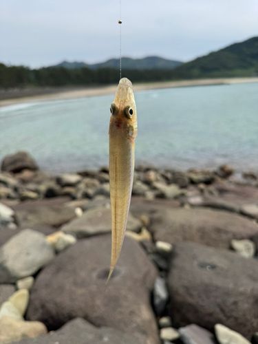 キスの釣果