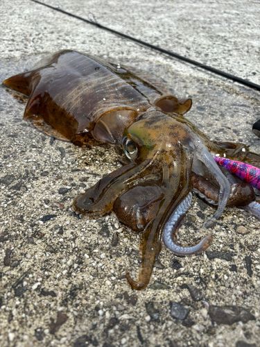 アオリイカの釣果