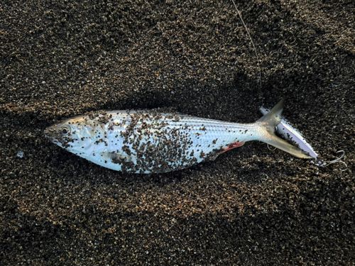 コノシロの釣果