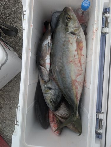 シマアジの釣果