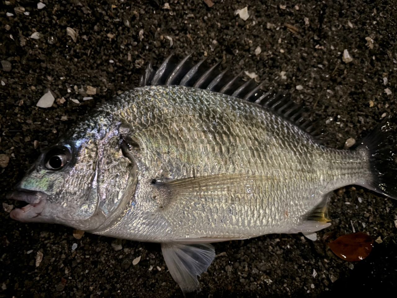 チヌの釣果写真