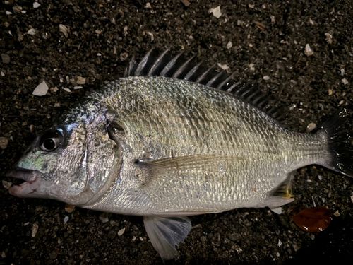 チヌの釣果