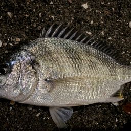 チヌの釣果写真