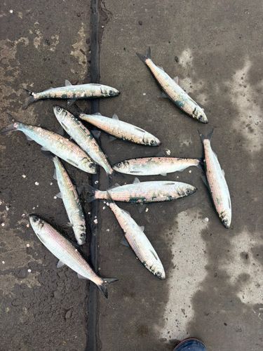 ニシンの釣果