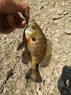 ブルーギルの釣果